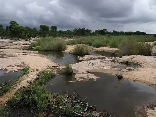 Les abords de la rivière Sabie.