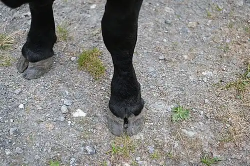 Les sabots avants d'une vache d'Hérens.