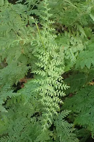 Description de cette image, également commentée ci-après