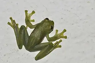 Description de l'image Sachatamia orejuela.jpg.