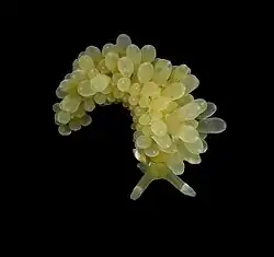 Stiliger smaragdinus