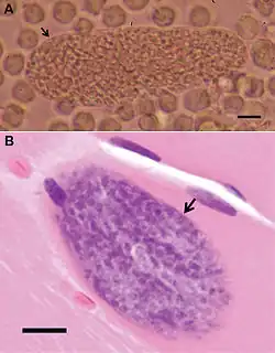 Description de l'image Sacrocystis nesbetti sarcocysts.jpg.