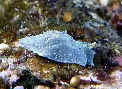 Sagaminopteron nigropunctatum.