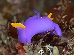 Sagaminopteron ornatum