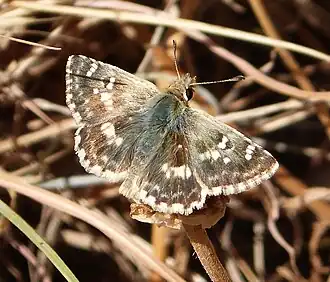 Description de cette image, également commentée ci-après