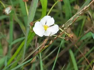 Description de l'image Sagittaria graminea.jpg.