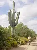 Un cactus saguaro géant en Arizona, l'homme à droite mesure 1,80&nbsp;mètre.