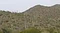 Une "forêt" de saguaro.