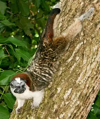 Description de l'image Saguinus geoffroyi.jpg.