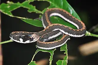 Description de l'image Sahul Keelback (Rhabdophis chrysargoides) (8373011069).jpg.