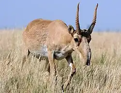 Antilope saïga