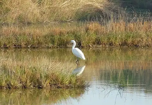 Aigrette garzette dans un marais salant.