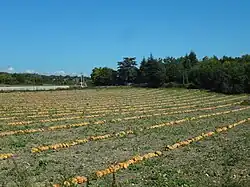 Citrouilles prêtes à récolter.