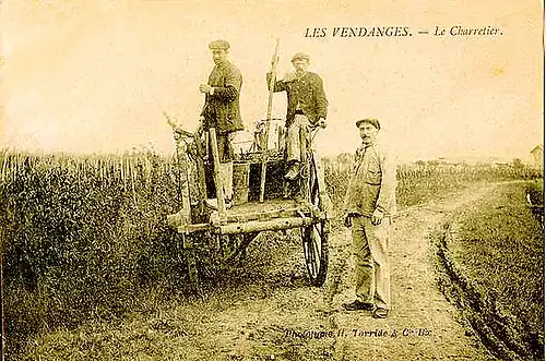 Vendange, à Saint-Pourçain, transportée en bacholles.