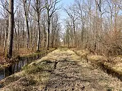 Forêt de Compiègne.
