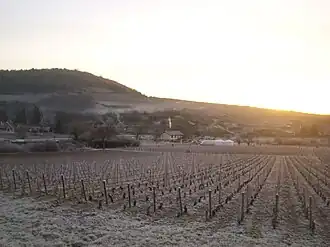 Image illustrative de l’article Saint-aubin (AOC)