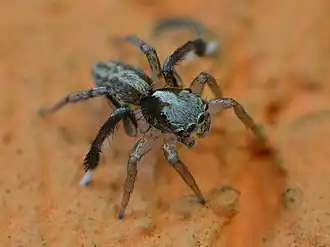 Description de l'image Saitis tauricus.jpg.