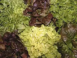 Photographie en couleurs, représentant plusieurs salades.