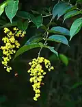 Inflorecence de Banara guianensis