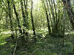 Sous-bois à Salignac-Eyvigues, près du Pas du Loup.