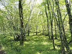 Sous-bois sur Salignac-Eyvigues, en bordure de ce chemin.