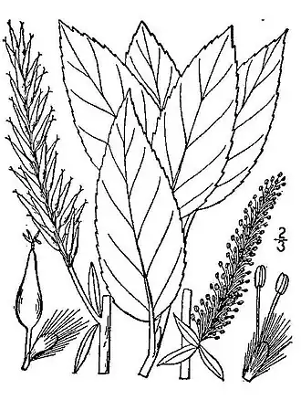 Description de l'image Salix-myricoides-myricoides.jpg.