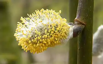 Chaton mâle, de près, sur Salix caprea Kilmarnock.