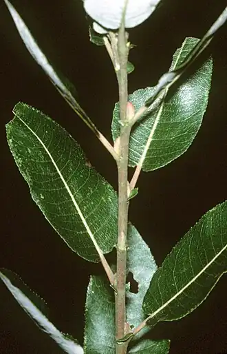 Description de l'image Salix discolor (USDA).jpg.