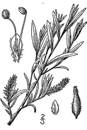 Description de l'image Salix exigua(02).jpg.