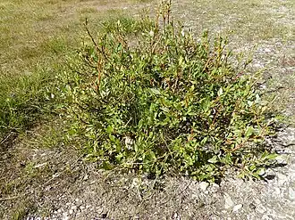 Description de cette image, également commentée ci-après