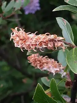 Capsules pubescentes.