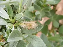 Chaton mâle, les anthères ont viré du rouge au brun.