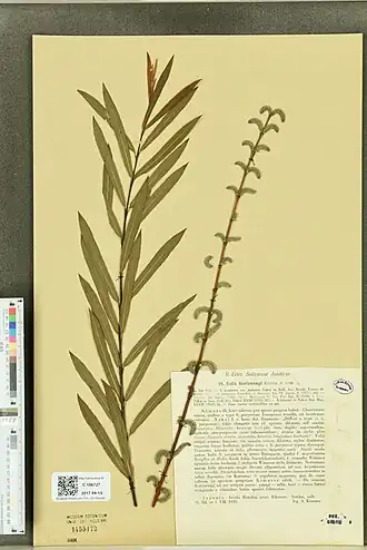 Description de l'image Salix koriyanagi.jpg.