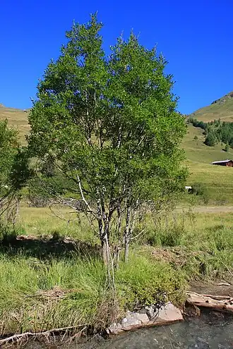 Description de l'image Salix mielichhoferi 001.JPG.