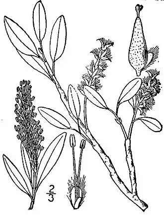 Description de l'image Salix phlebophylla(01).jpg.