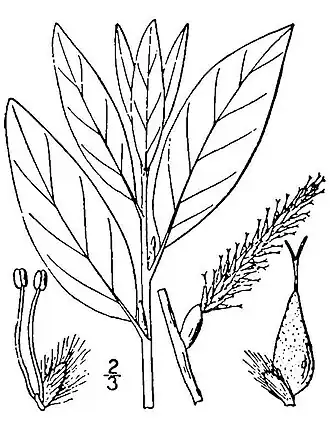 Description de l'image Salix planifolia(03).jpg.