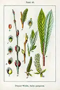 Salix purpurea, gravure des frères Sturm.