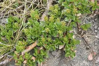 Description de l'image Salix retusa (Stumpfblatt-Weide) IMG 5767.jpg.