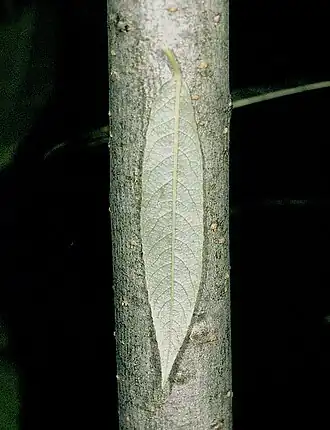 Description de l'image Salix sericea NRCS-2.jpg.