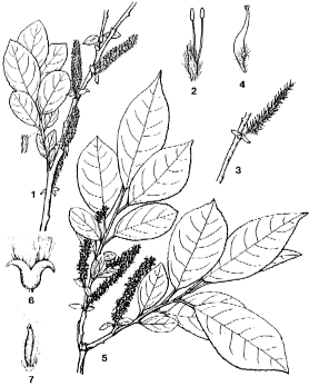 Description de l'image Salix vulpina.png.