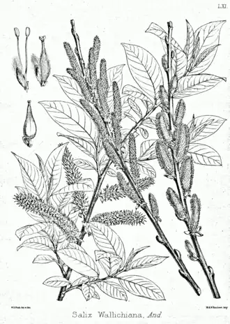 Description de l'image Salix wallichiana Bra61.png.