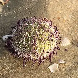 Spécimen sorti de l'eau. On note le test hémisphérique, verdâtre et perforé.