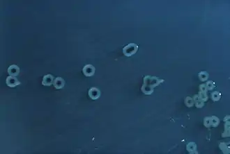 Petites bactéries bleutées