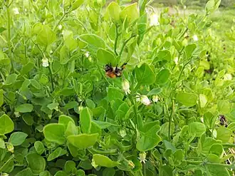 Description de cette image, également commentée ci-après