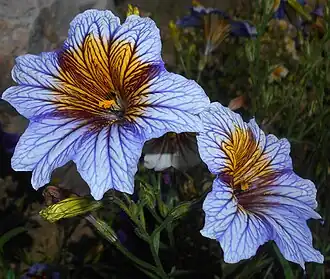 Description de l'image Salpiglossis sinuata 2015-08-29 5791.jpg.
