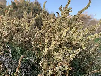 Description de l'image Salsola melitensis.jpg.