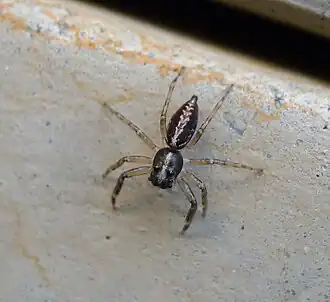 Description de l'image Salticidae - Flickr - gailhampshire.jpg.