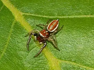 Description de l'image Salticidae - Icius hamatus.JPG.