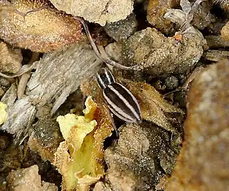 Description de cette image, également commentée ci-après