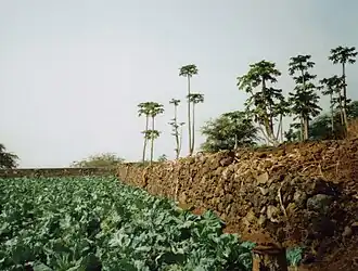 Champ micro-irrigé à Salto.